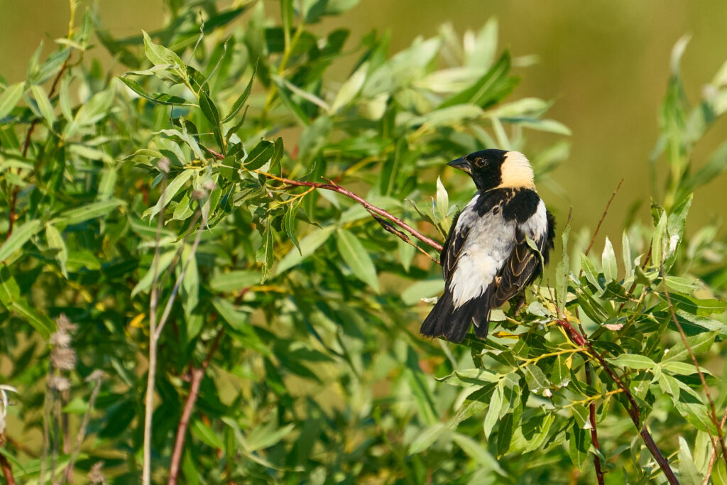 Bobolink