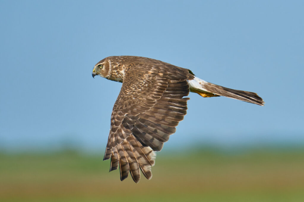 Northern harrier in flight, banded wings and white rump patch showing against a blue sky, Manitoba