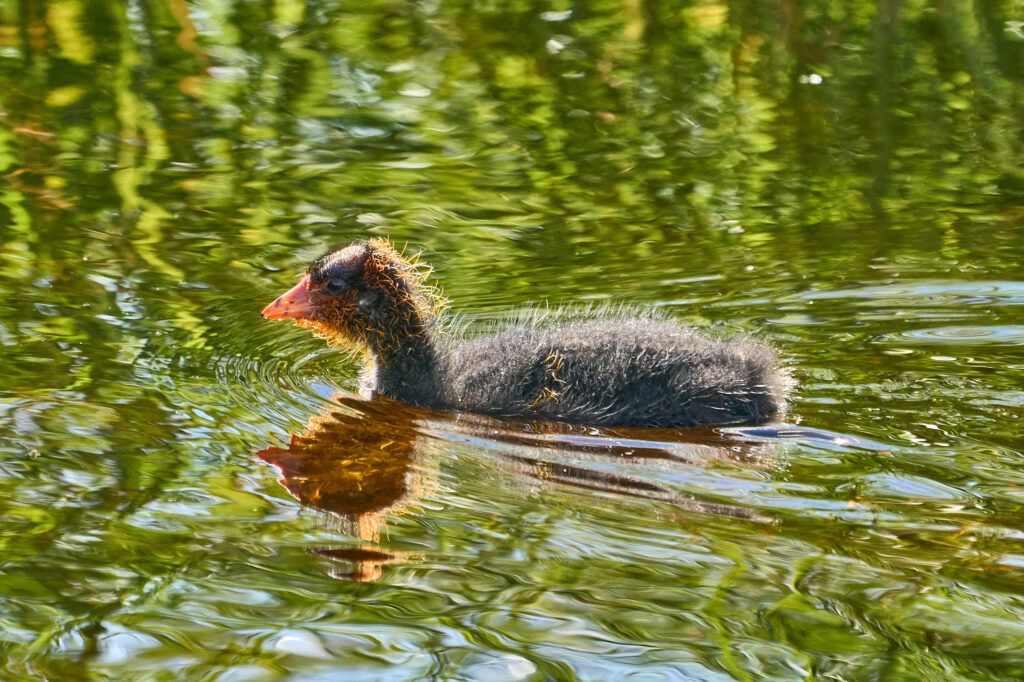 American coot chick with fluffy dark down and an orange head swimming through green reflections, Manitoba