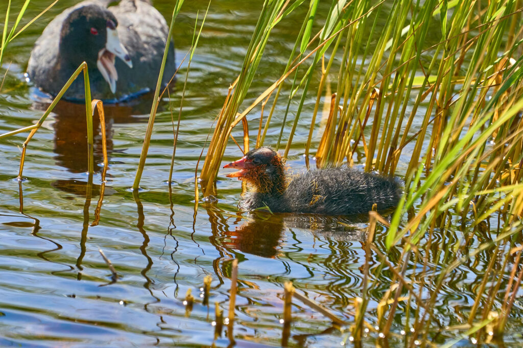 American coot chick swimming among reeds with an adult coot calling in the background, Manitoba
