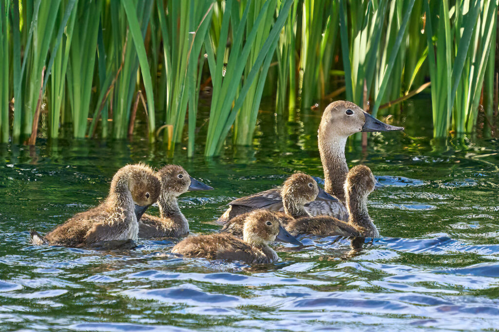 Female canvasback swimming with her fluffy ducklings in front of green reeds, Manitoba