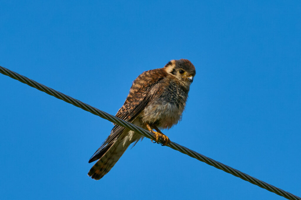 American kestrel perched on a power line against a deep blue sky, Manitoba