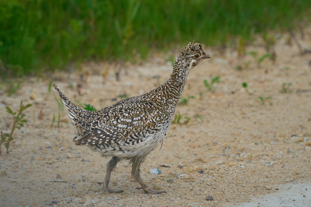 Sharp-tailed grouse walking along a gravel track beside tall grass, Manitoba