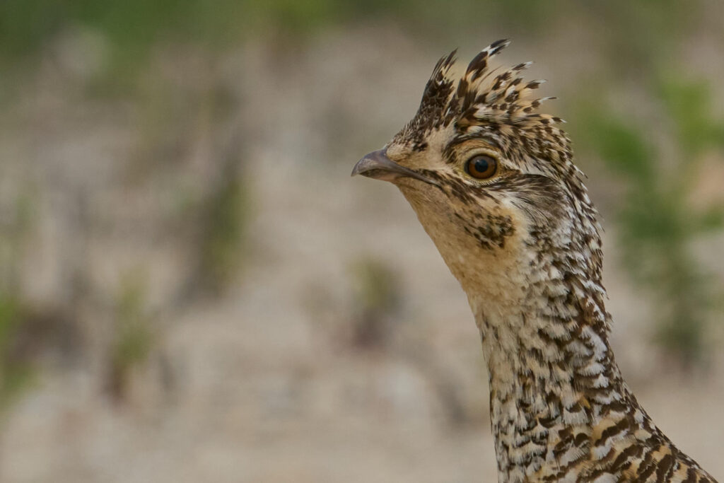 Close-up portrait of a sharp-tailed grouse showing its spiky crest and amber eye, Manitoba