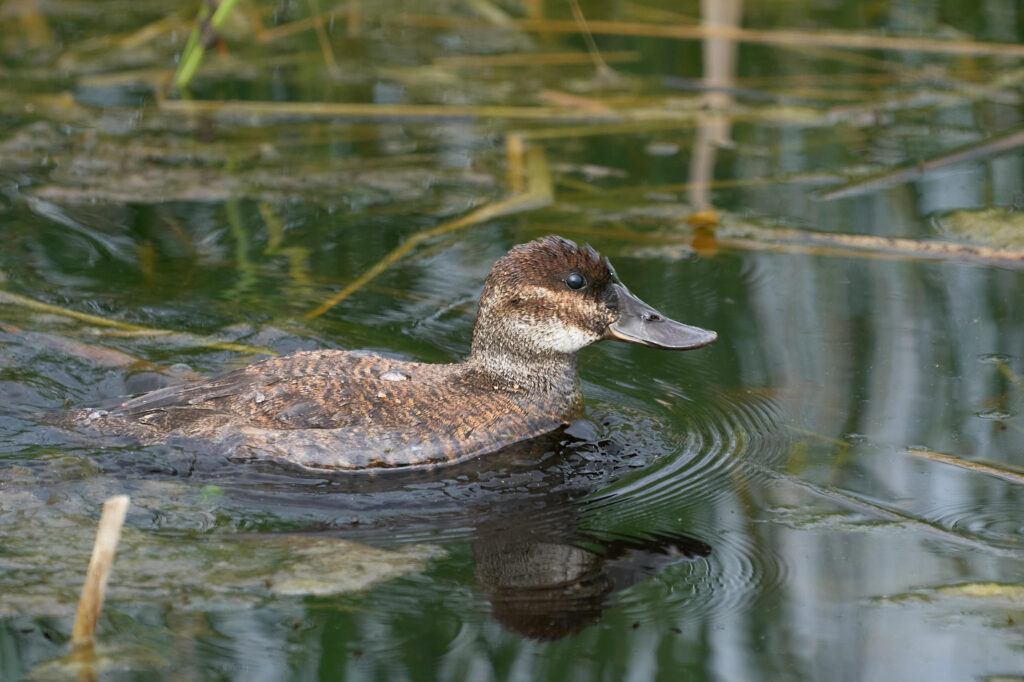 Female ruddy duck swimming among reeds, with a dark stripe across her pale cheek, Manitoba