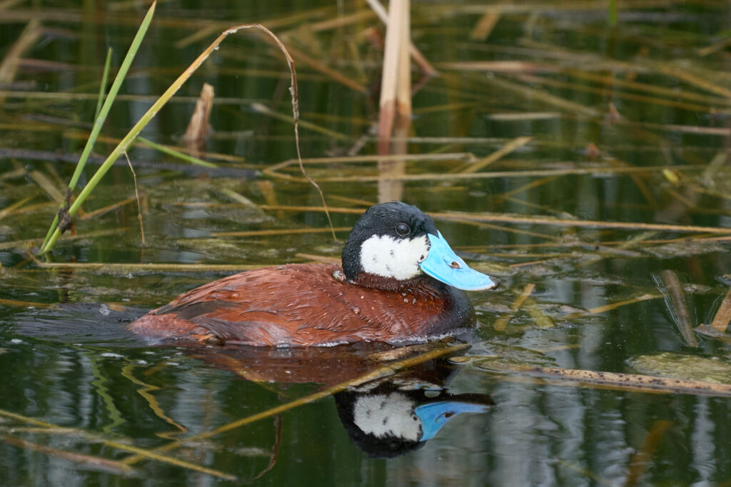 Male ruddy duck in breeding plumage with a chestnut body, white cheek, and bright blue bill, Manitoba