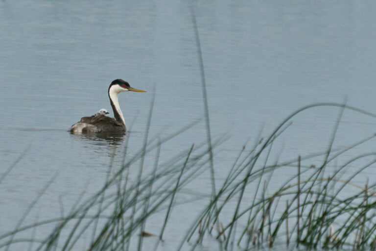 Western grebe swimming with a downy chick riding on its back, Manitoba