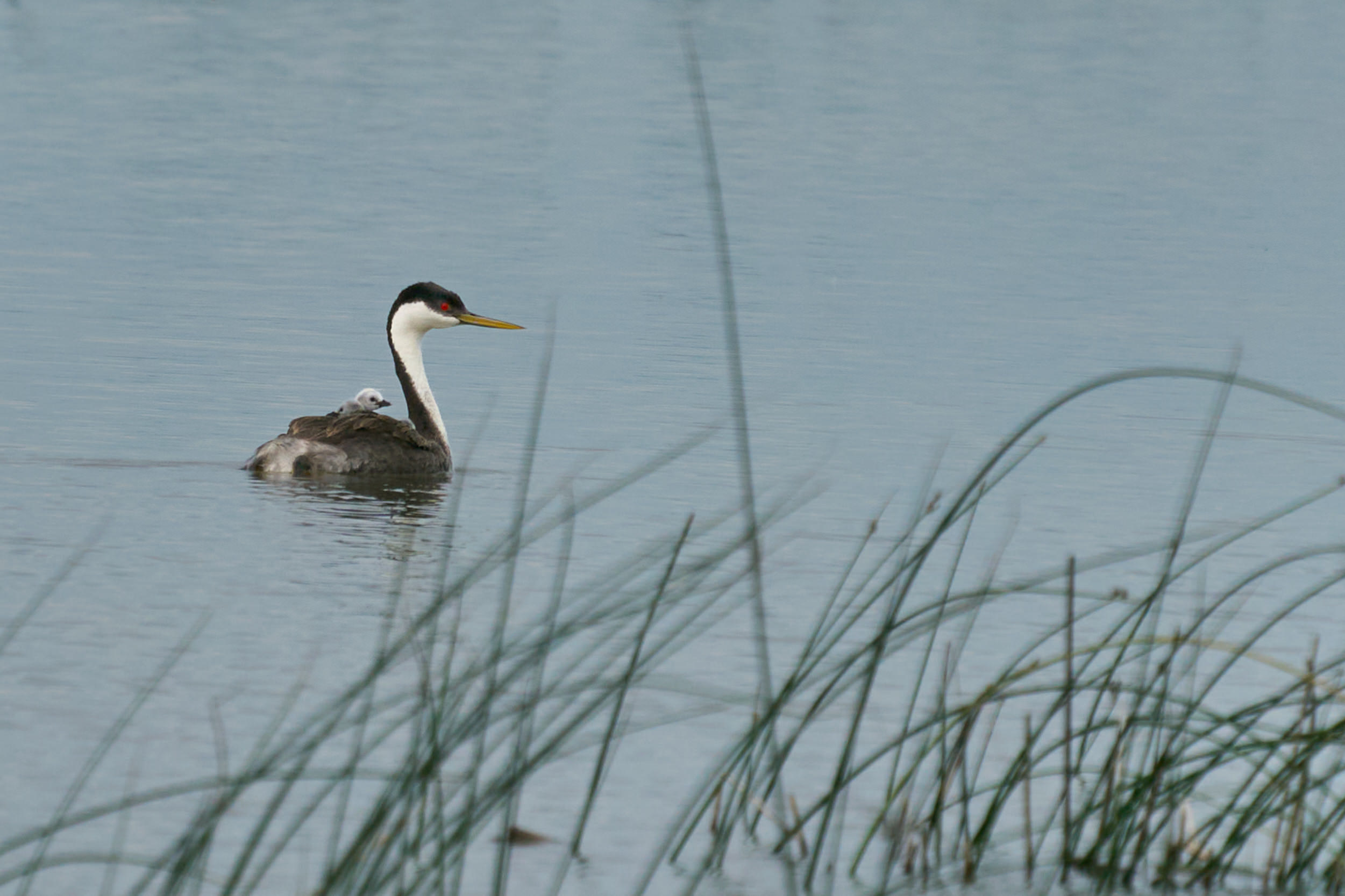 Western grebe swimming with a downy chick riding on its back, Manitoba