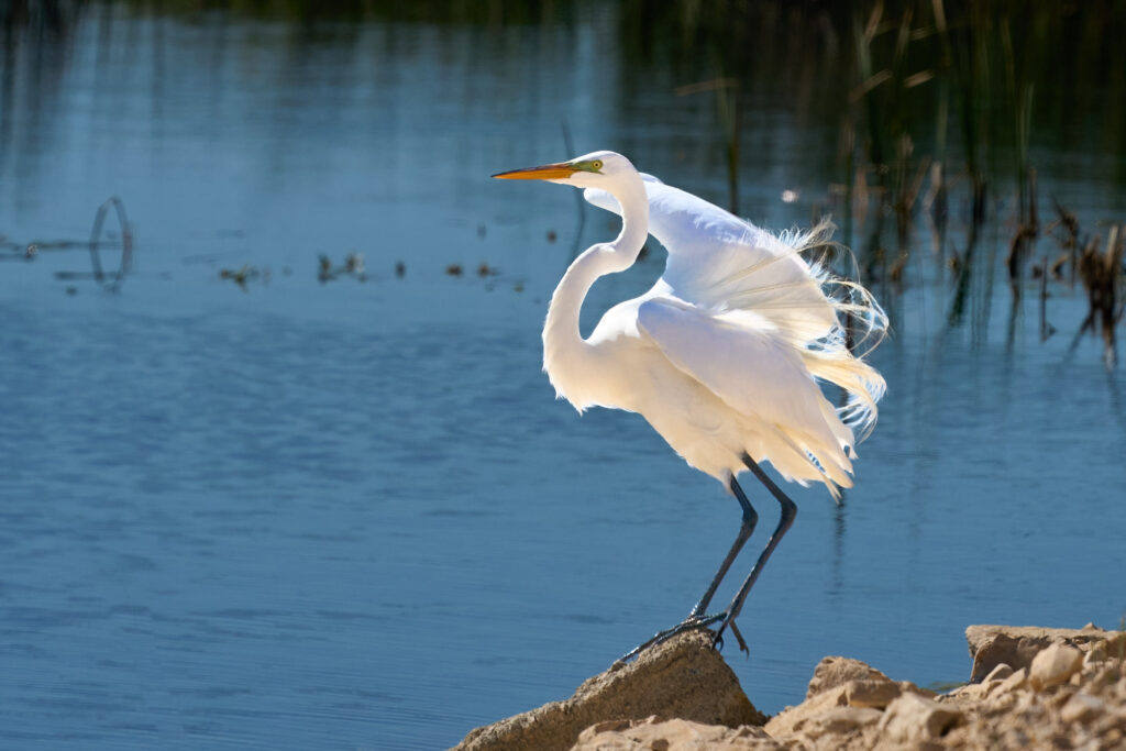 Great egret perched on a rock at the water's edge with its plumes fluttering in the breeze, Manitoba