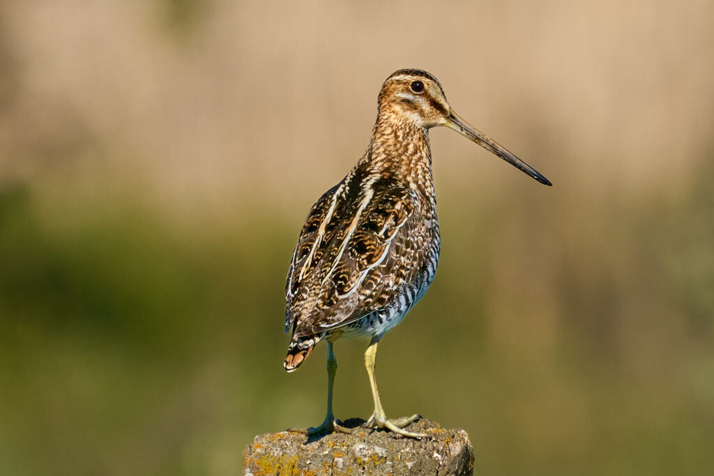 Wilson's snipe perched on a lichen-covered post, showing its long bill and striped back, Manitoba