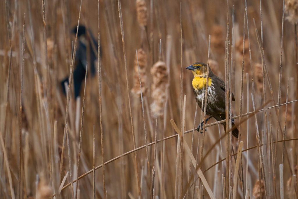 Yellow-headed blackbird