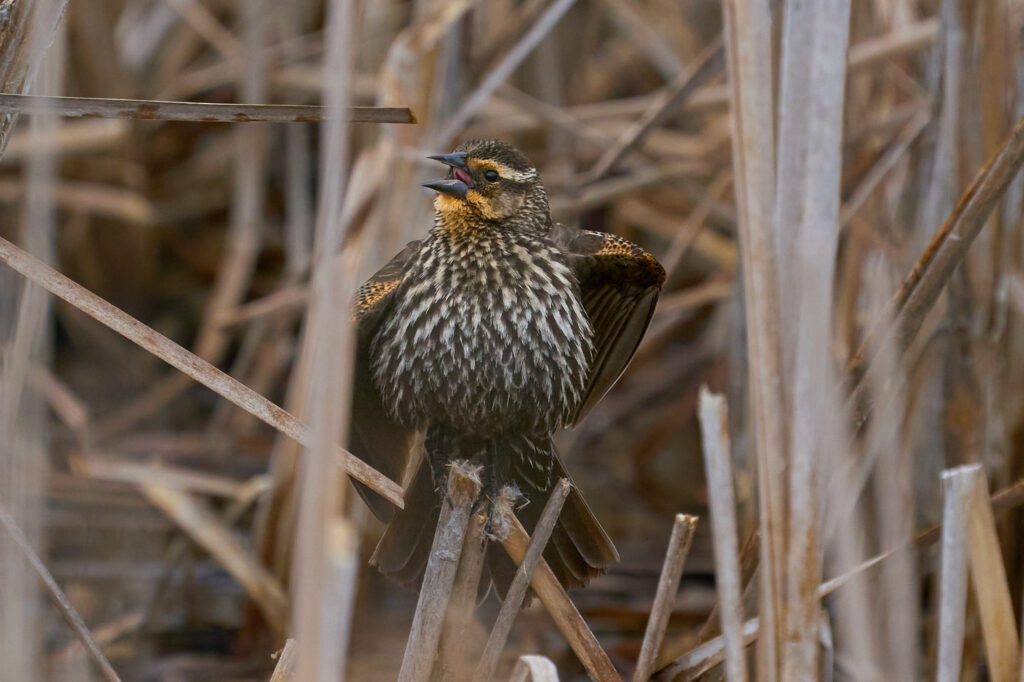 Female red-winged blackbird calling with her wings lifted, showing orange on her shoulders, among dry cattails, Manitoba