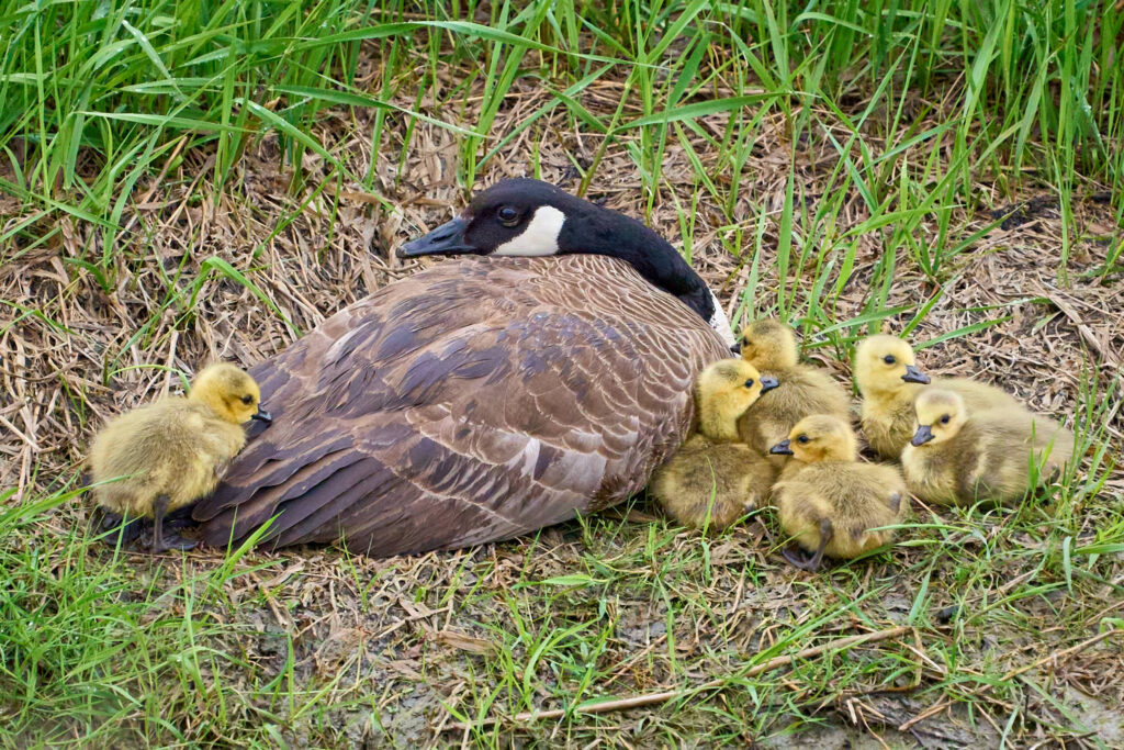 Canada goose resting on the ground with a brood of fluffy yellow goslings tucked in beside her, Manitoba