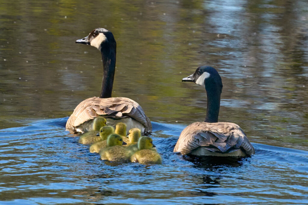 Pair of Canada geese swimming with six goslings between them, Manitoba