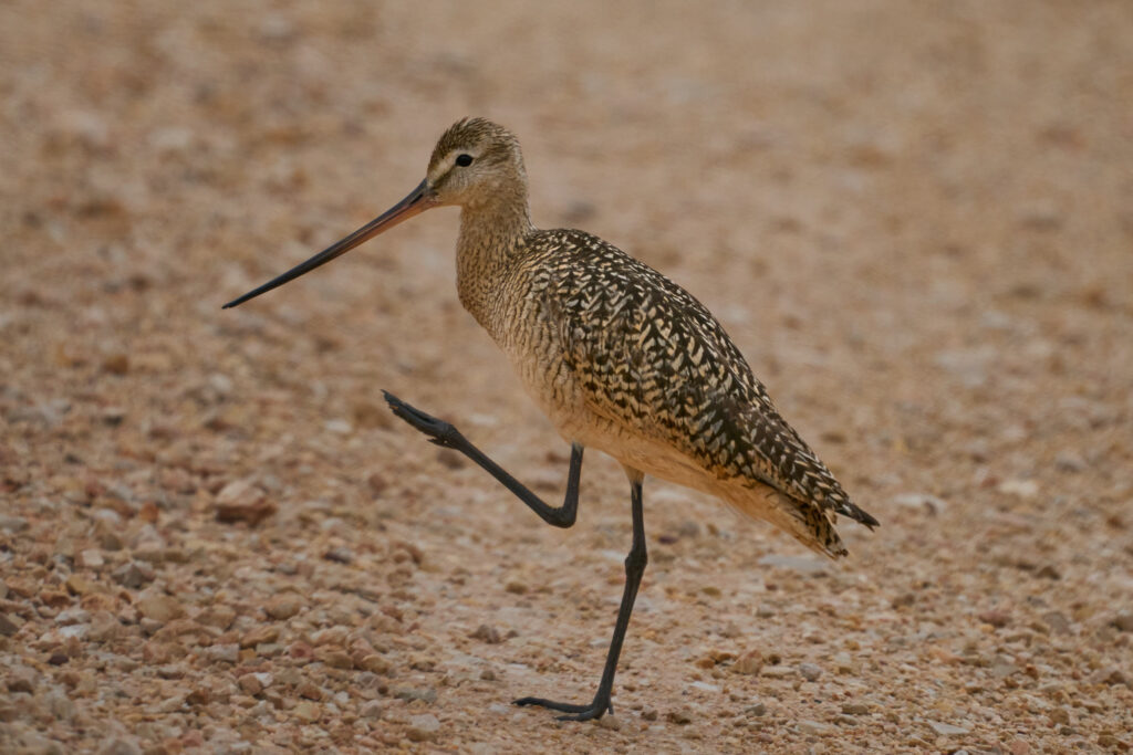 Marbled godwit