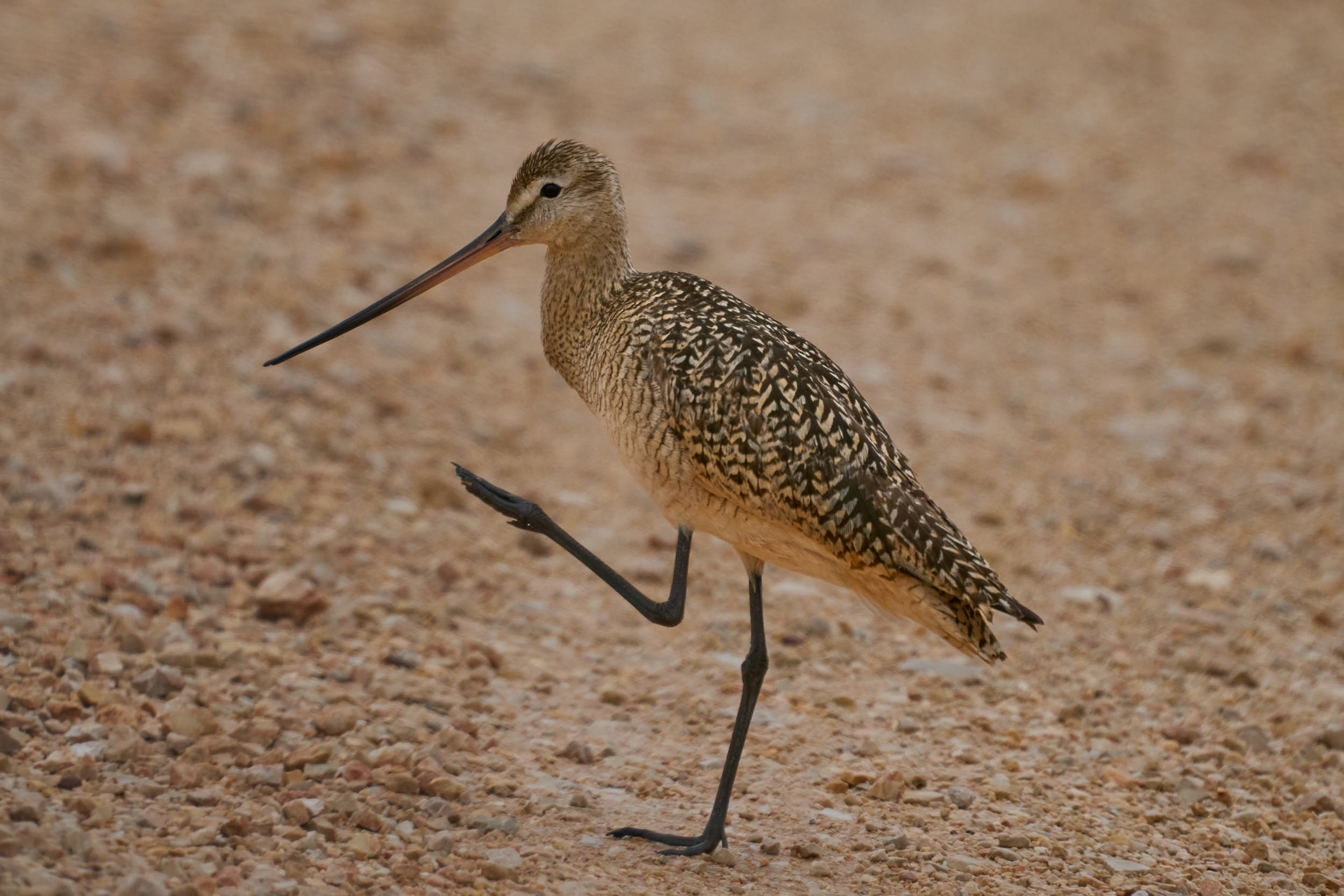 Marbled godwit walking on gravel with one leg raised, showing its long upturned bill, Manitoba