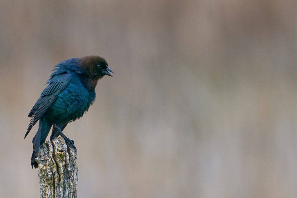 Male brown-headed cowbird calling from a weathered post, with a glossy blue-black body and brown head, Manitoba