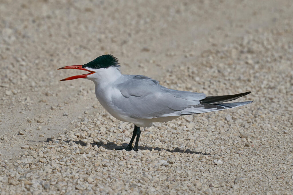 Caspian tern