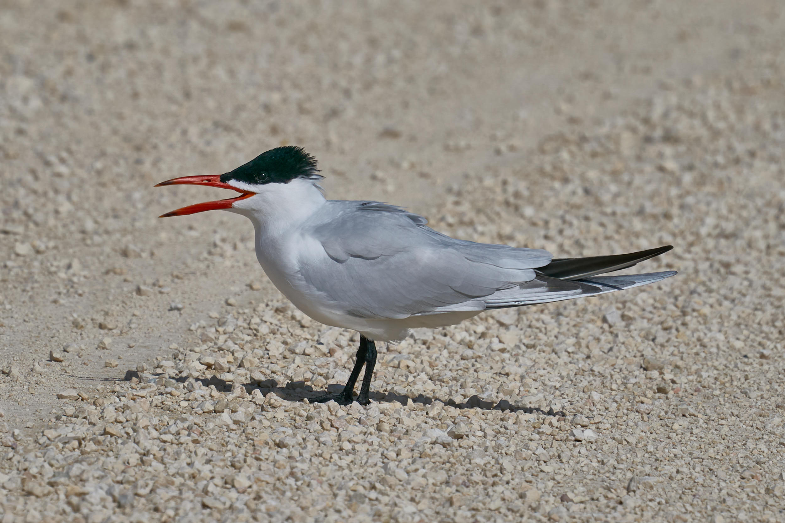 Caspian tern standing on pale gravel with its heavy red-orange bill open, Manitoba