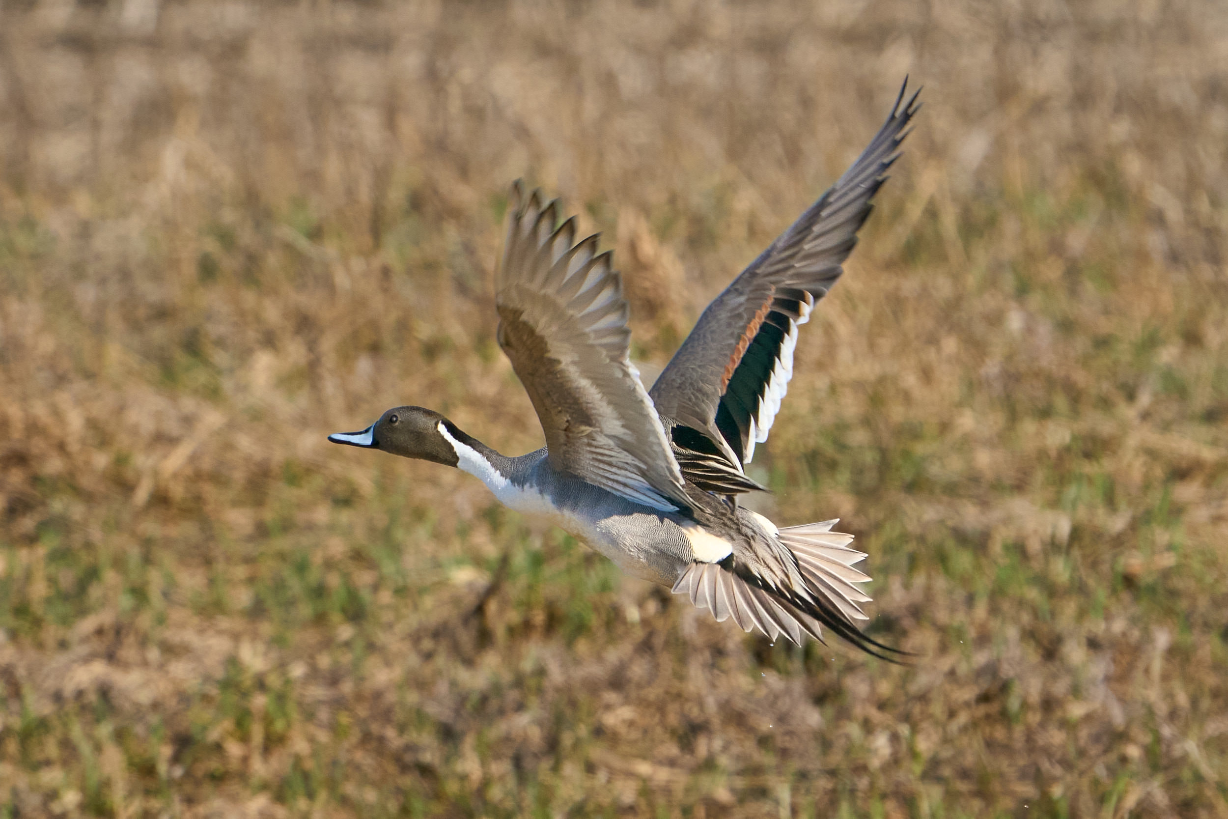 Male northern pintail taking off with wings raised and long pointed tail feathers, Manitoba