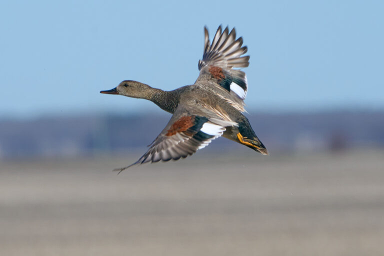 Male gadwall in flight with chestnut shoulder patch, white wing patch, and orange legs against a blue sky, Manitoba