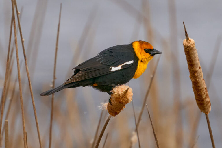 Male yellow-headed blackbird perched on a cattail, with orange-yellow head and breast and a white wing patch, Manitoba