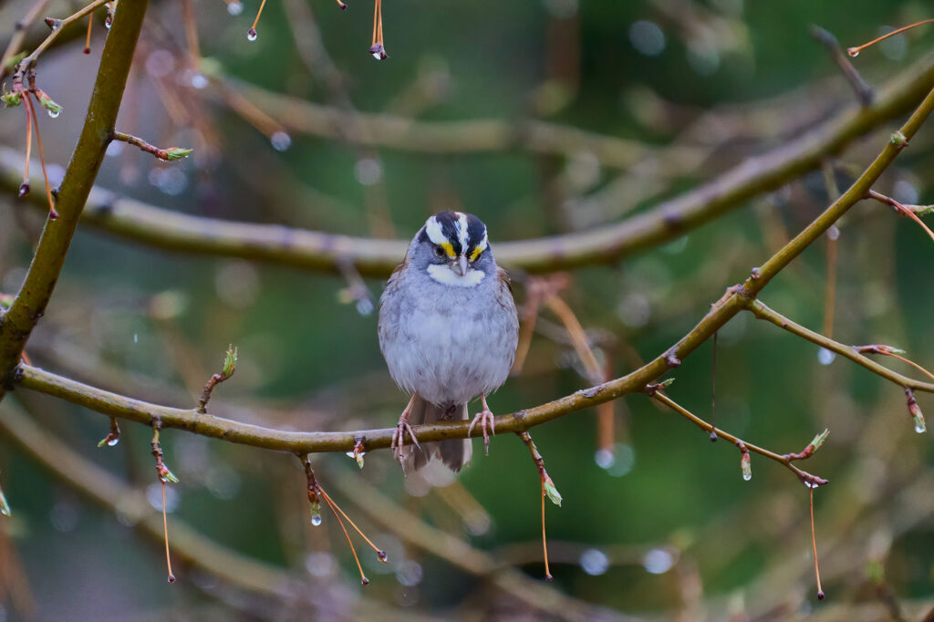 White-throated sparrow facing the camera on a wet branch, with yellow lores, a striped crown, and a white throat, Manitoba