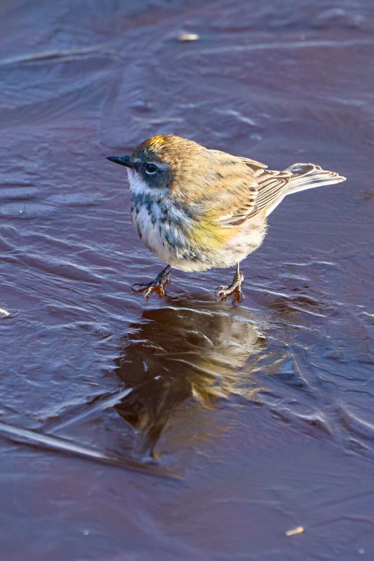 Yellow-rumped warbler standing on ice with its reflection below, showing the yellow flank patch and dark cheek, Manitoba