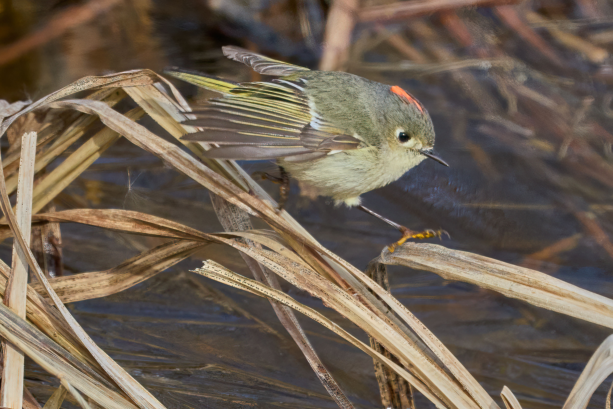 Male ruby-crowned kinglet hopping along dry reeds with its red crown patch showing, Manitoba