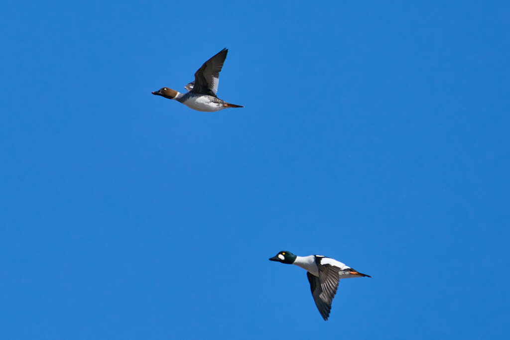 Pair of common goldeneyes in flight against a blue sky, the male with a green head and white cheek spot and the female with a brown head, Manitoba