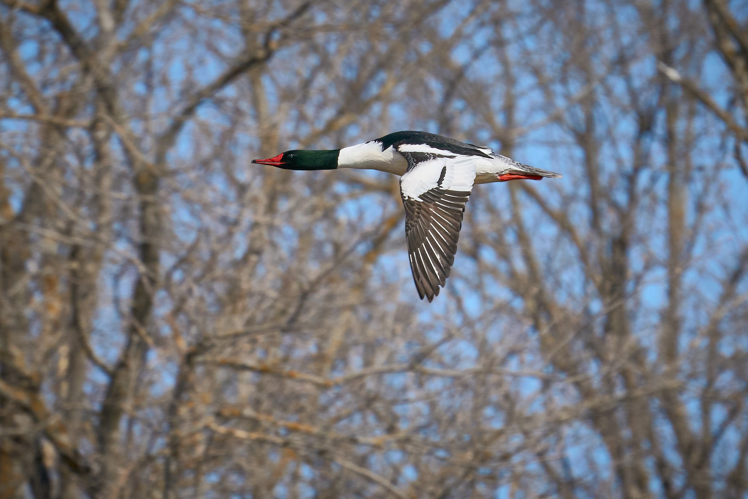 Male common merganser in flight past bare trees, with a dark green head, red bill, and white body, Manitoba