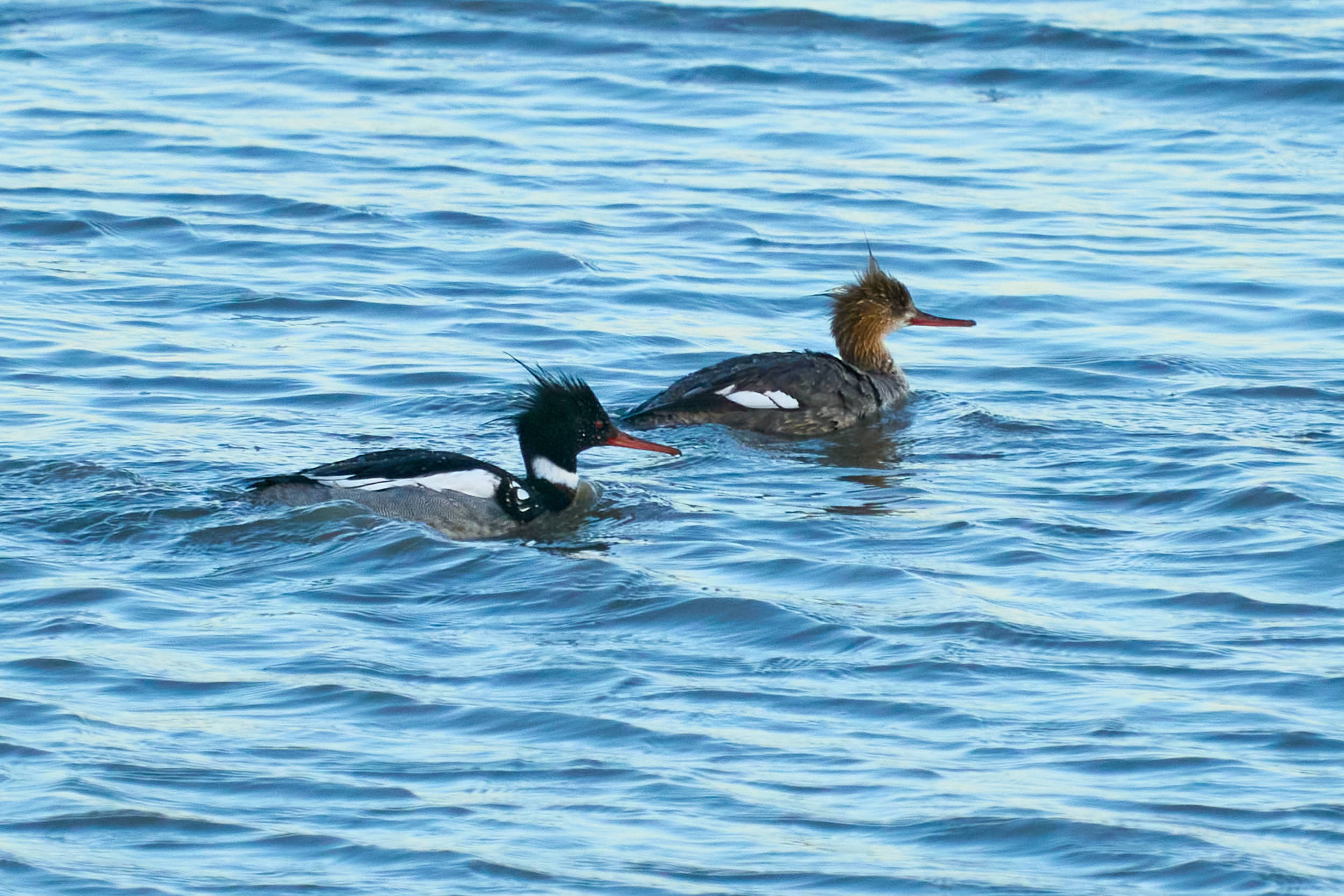Pair of red-breasted mergansers swimming on blue water, the male with a shaggy dark crest and white collar and the female with a rusty head, Manitoba
