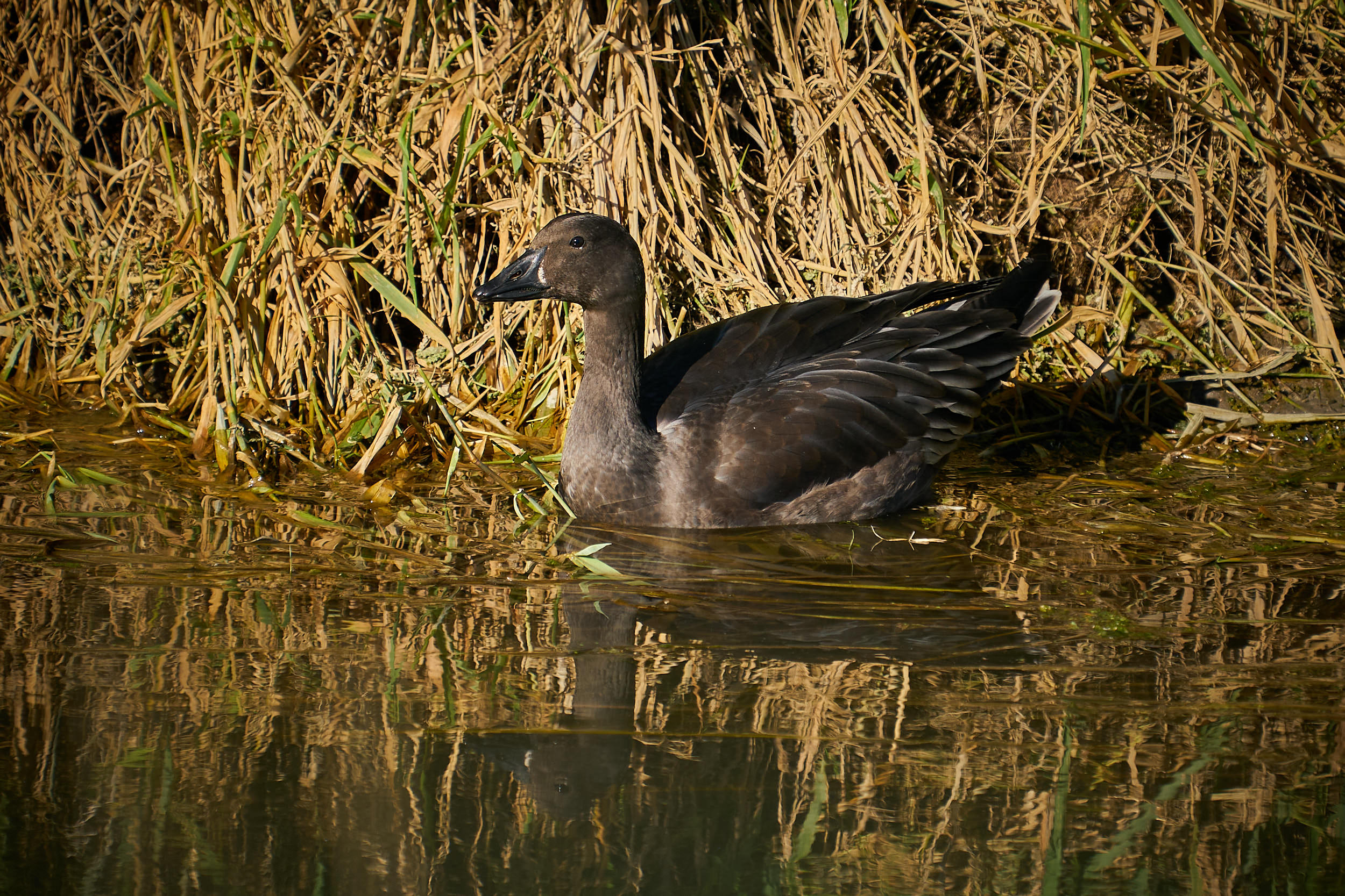 Juvenile snow goose in gray plumage swimming beside dry reeds, with a dark bill and reflections in the water, Manitoba