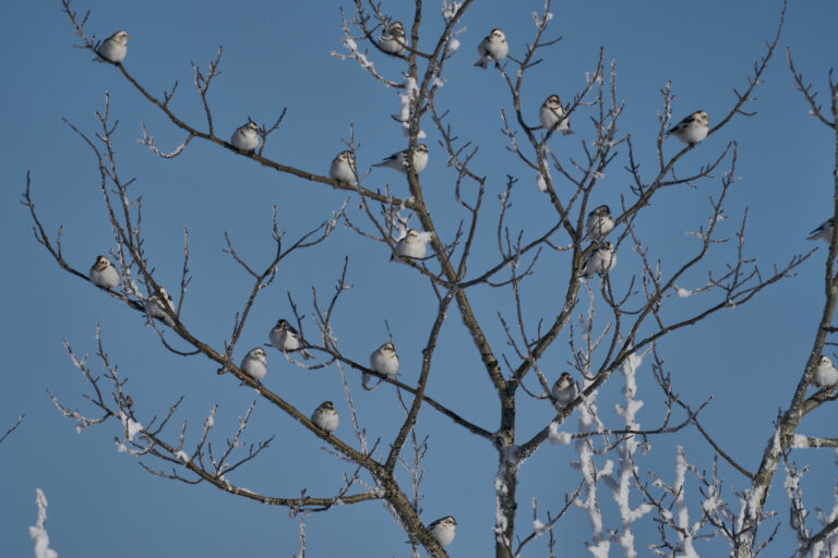 Flock of snow buntings perched in a frosty bare tree against a blue winter sky, Manitoba