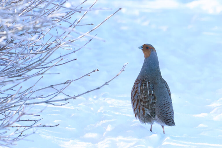 Gray partridge standing in deep snow beside frosted branches, with an orange face and rusty flank barring, Manitoba