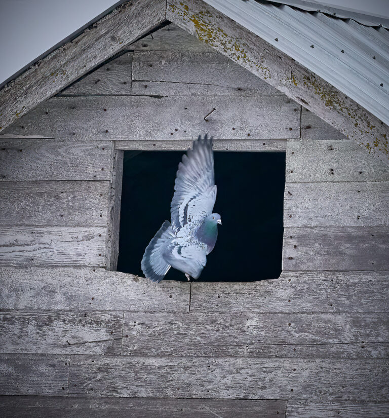 Rock pigeon taking off with wings raised from a dark window in a weathered gray barn gable, Manitoba