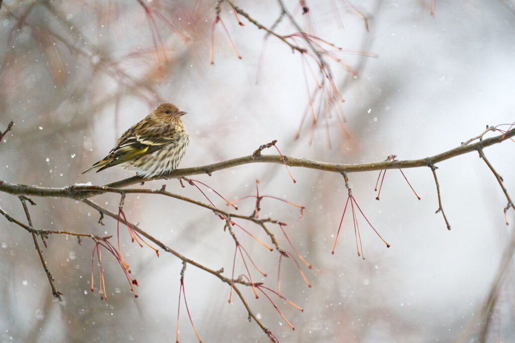 Pine siskin perched on a bare branch in falling snow, showing streaked plumage and yellow wing edges, Manitoba