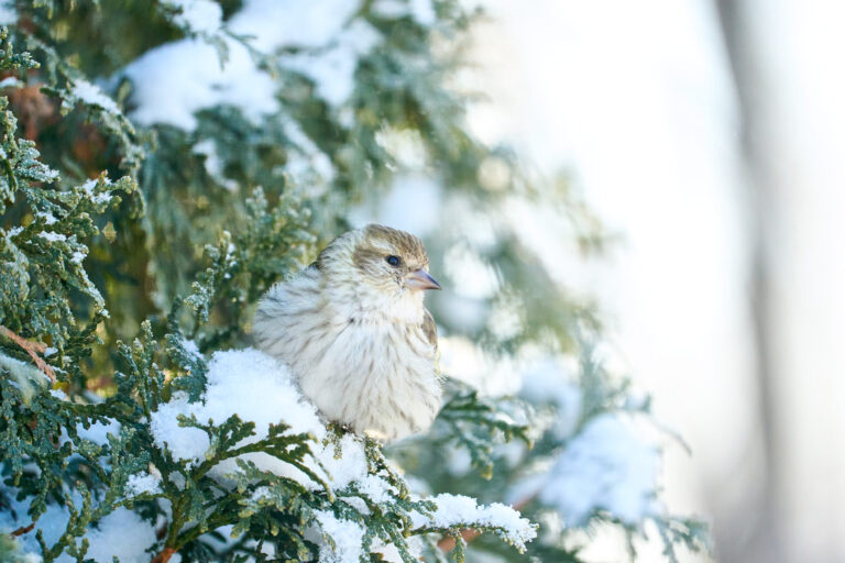 Pine siskin puffed up against the cold on a snow-covered cedar branch, Manitoba