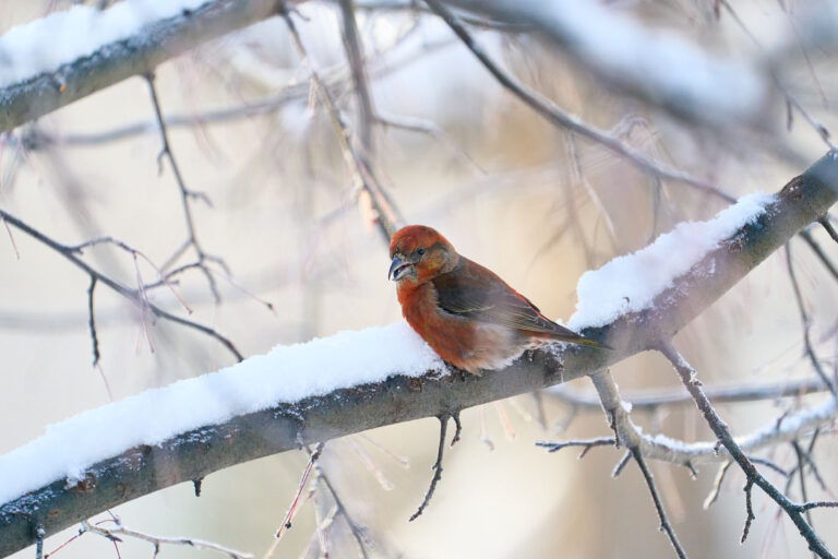 Male red crossbill with a brick-red head and body perched on a snow-covered branch, showing its crossed bill, Manitoba