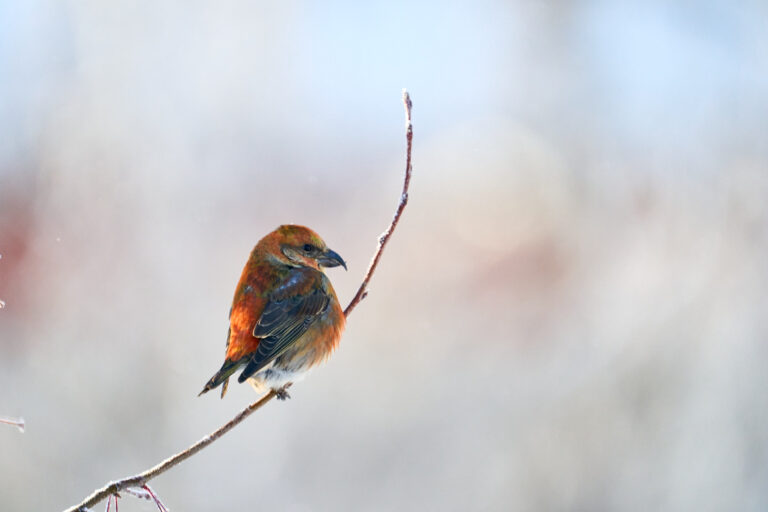 Red crossbill with orange-red plumage perched on a frosty twig against a soft pale background, Manitoba