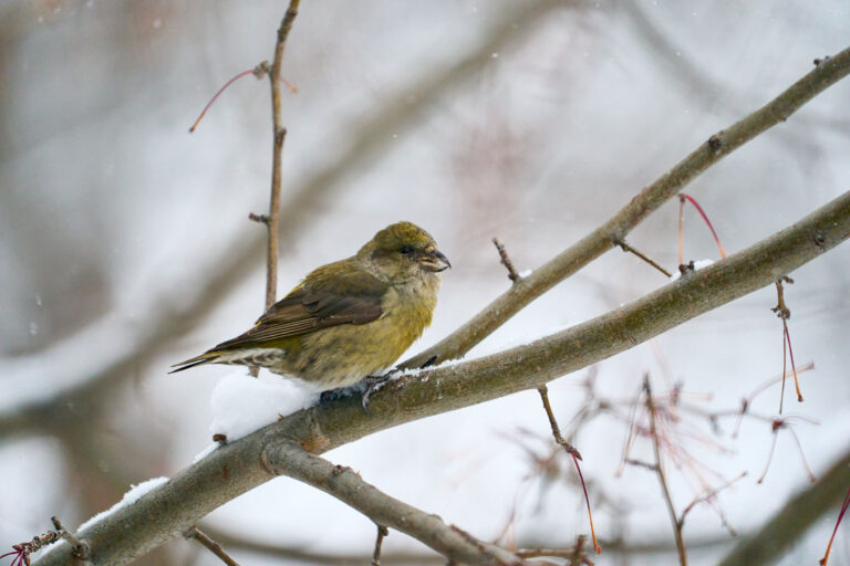 Olive-green female red crossbill perched on a snowy branch with a crossed bill, Manitoba