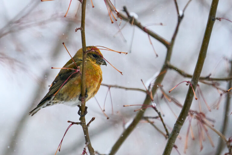 Orange and olive red crossbill clinging to a thin twig in falling snow, Manitoba