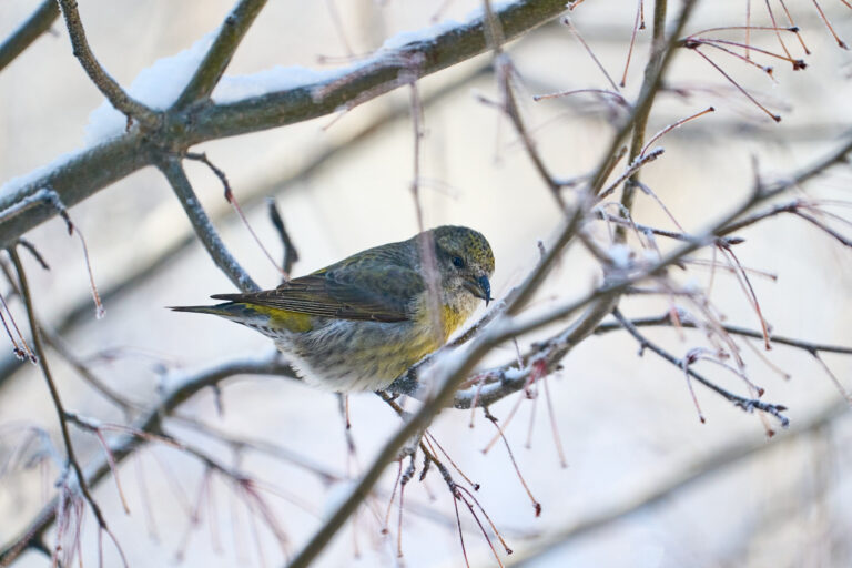 Young red crossbill with yellow-green plumage and a crossed bill on frost-covered branches, Manitoba