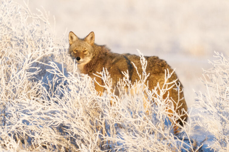 Coyote with amber eyes looking at the camera through frost-covered brush at sunrise, Manitoba