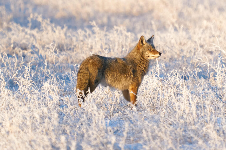 Coyote standing in a field of hoarfrost-covered grass, glancing to the side in warm morning light, Manitoba