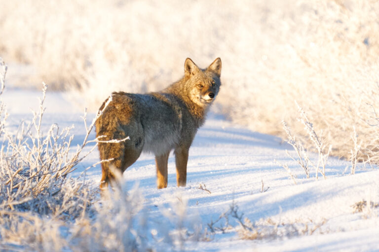Coyote looking back over its shoulder while standing in snow and hoarfrost at sunrise, Manitoba