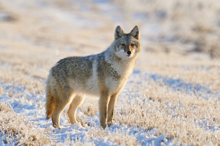Coyote standing alert in a frosty stubble field with soft golden light on its fur, Manitoba