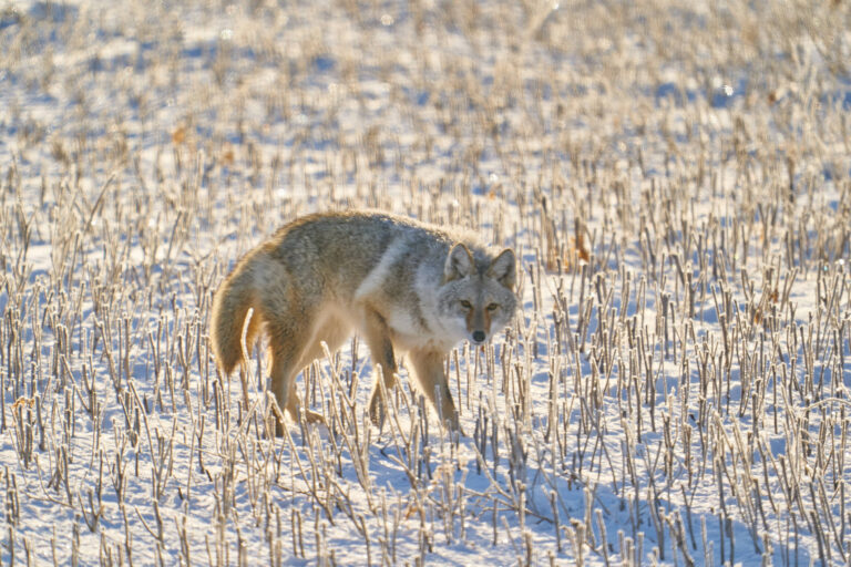 Coyote stalking through frost-covered stubble in a snowy field, looking toward the camera, Manitoba