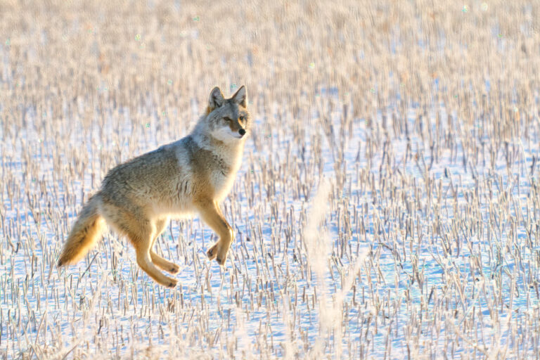 Coyote leaping through a snowy stubble field with all four feet off the ground, Manitoba