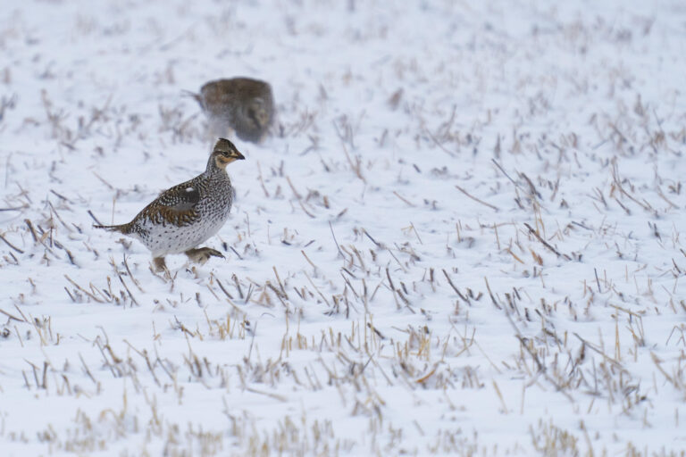Sharp-tailed grouse stepping across a snowy stubble field with a second grouse blurred behind it, Manitoba